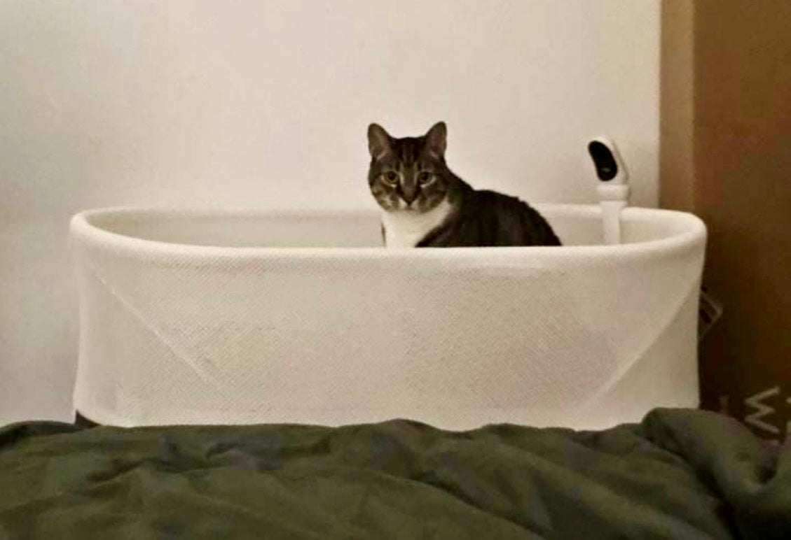 Cat sitting in a Snoo bassinet beside a bed, with Owlet Baby Monitor Cam visible.